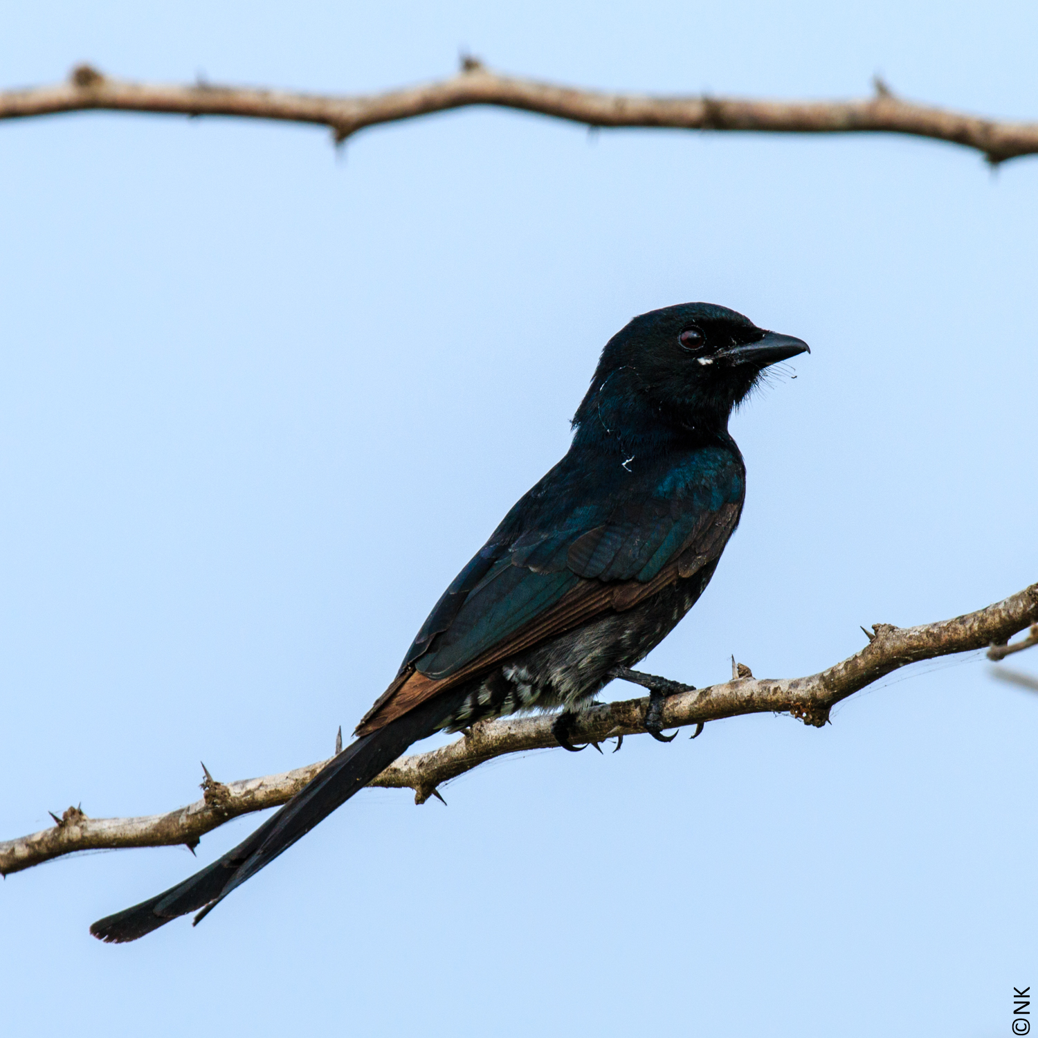 Drongos Starlings Mynas And Magpie - 