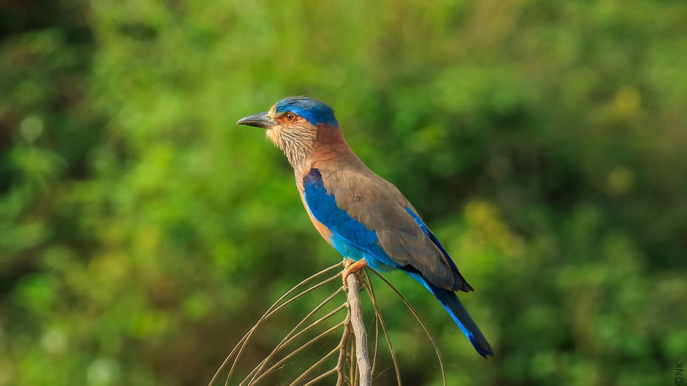 Indian Roller-10