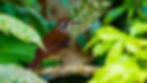 Spot-winged Thrush-1