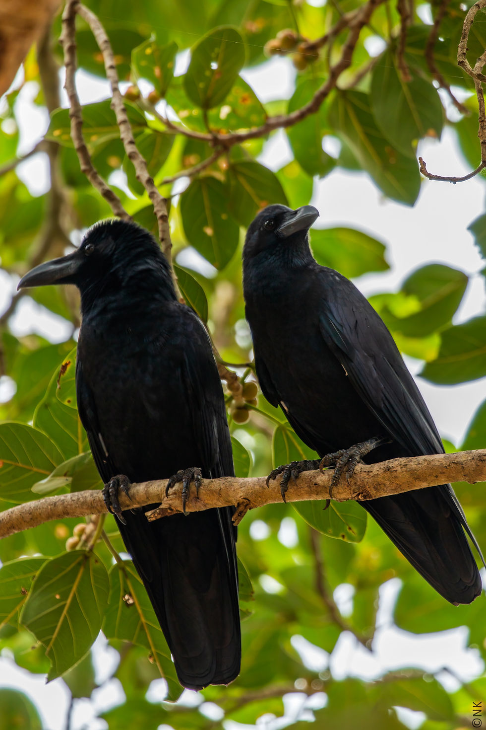 Large-billed Crow-1