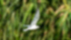 Little Tern-1