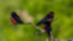 Sri Lanka Swallow-10