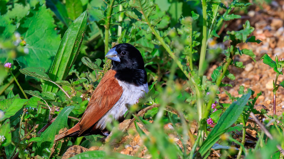 Black-headed Munia-16