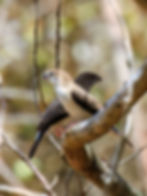 White-throated Silverbill-8