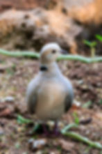Eurasian Collared Dove-1