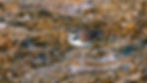 Little Ringed Plover-11