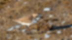 Kentish Plover-1