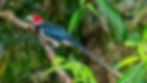 Red-faced Malkoha-12