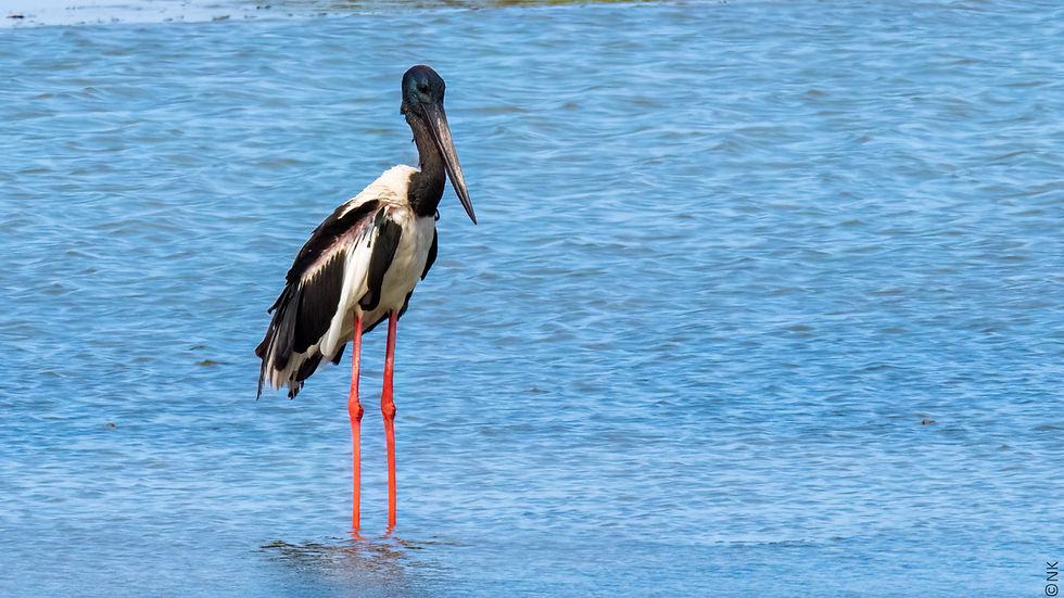 Black-necked Stork-1