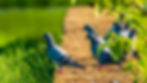 Rock Pigeon-1