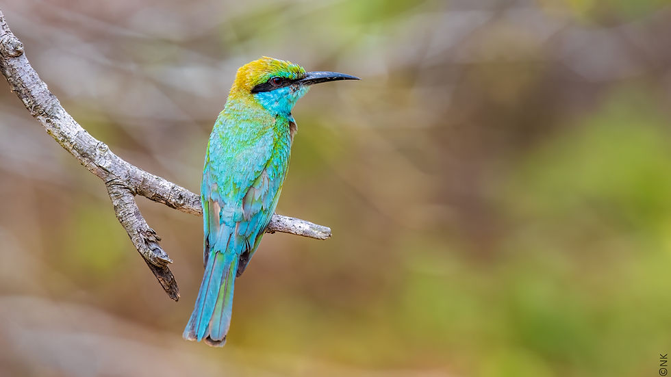 Little Green Bee-eater-17