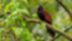 Green-billed Coucal-1
