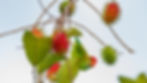 Sri Lanka Hanging Parrot-1