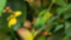 Layard's Parakeet-5