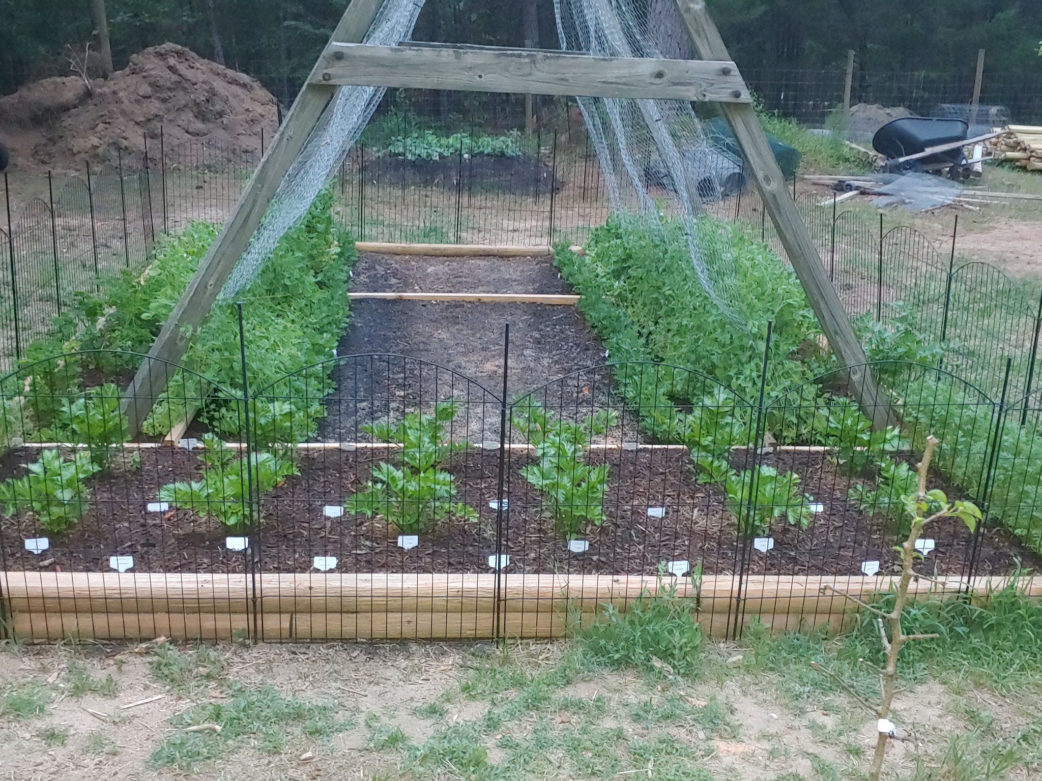 Repurposed swing set used as a pea trellis