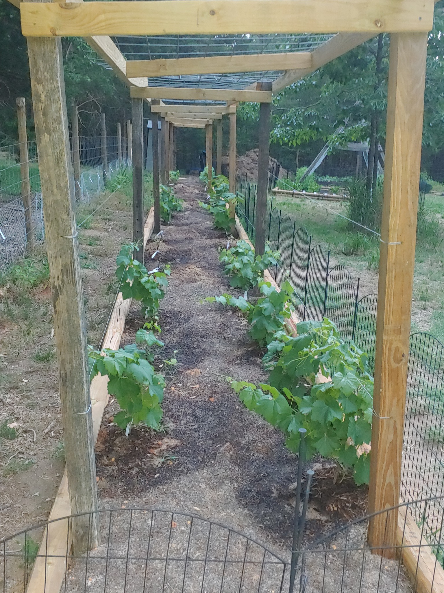 Grape arbor