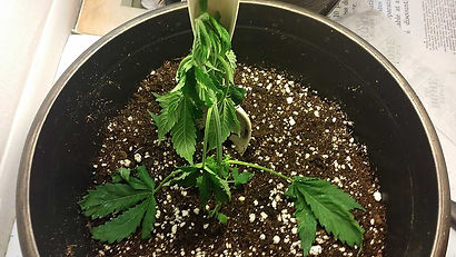 under watered cannabis.jpg