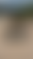 #AttachmentsExperts Sales Department I Mazio Attachments LLC headquarters: +1 561 766 0899 w: www.mazio.us e:sales@mazio.us a: Port St Lucie, FL 34952, USA Ventas I Mazio Colombia SAS Teléfonos: 318 458 9736 w: www.mazio.co e: colombia@mazio.it a: Carrera 20 #18-28 LC 17, Retiro, Antioquia. WhatsApp 3184589736 #pickupbroom #pickupsweeper #sslbroom #skidsteerbroom #ctlbroom #barredorabobcat #barredoraminicargador #barredoraretropala #barredoras #barredorarecolectora #bobcatbroom #catbroom Skid steer attachments Asphalt mini Paver Pick Up Broom Grinder Screening Concrete Grader Backhoe Snowblower rock breaker hydraulic backhoe pallet forks mulcher head auger steel tracks angled broom Dozer Grader Cold Planer cement mixer bucket excavator hydraulic rock breaker Hydraulic Hammer excavator VibroRipper Vibro Ripper Vibro-hammer excavator hardox bucket front loader hardox bucket long reach boom excavator front loader hydraulic quick coupler hitch piping forks Multifunctional Grabber Clamshell Bucket Rock Grapple Orange Peel Excavator Grapple Grabber Excavator Magnet. Somos Fabricantes de Martillos Hidraulicos, Barredoras, Baldes, Cucharones, Acoples, Horquillas Portapallet, Rápidos, Grapa Forestal, Demoledor, Cribadora, Trituradora, Rodillo Compactador, Brazo Excavador, Fresadora Asfalto, Pavimentadora, Cizalla, Pulpo para Chatarra, Demolicion, Excavación, Excavadora, Magneto, Garras, Brazos Largos, Desbrozador Forestal, Hoyador, Mezclador de Concreto, Niveladora, Vibromartillo, Vibroripper, Pulverizador, Baldes, Desmalezador, Horquillas Porta pallet y mas.