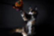 Copyright © Sybellecoon