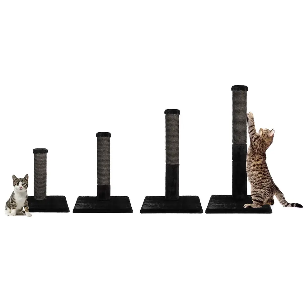 Miniature : Noba Evolution - 4 en 1 - Griffoir évolutif
