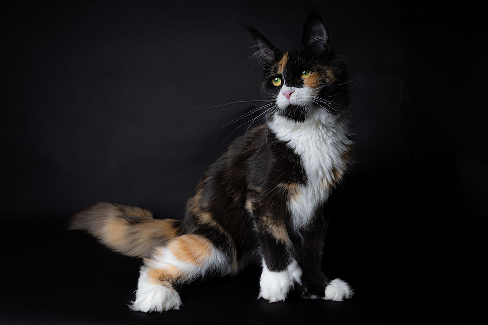 Copyright © Sybellecoon