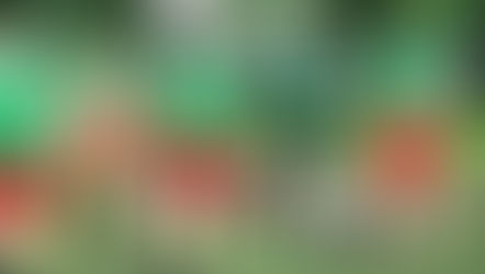 GOTB AFC - Mid Season Review