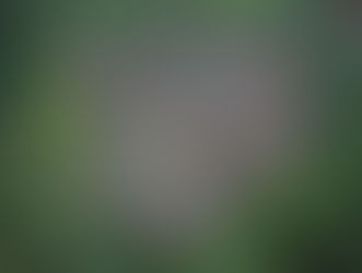 Líderes mundiais prometem conter desmatamento até 2030