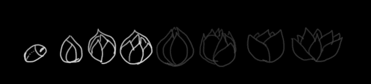 4.lotus.gif