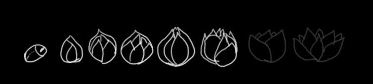 6.lotus.gif