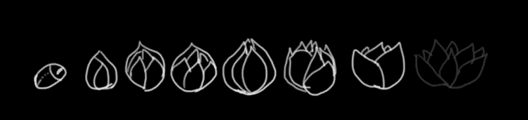 7.lotus.gif