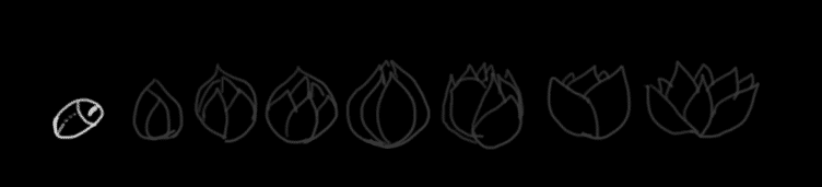 1.lotus.gif
