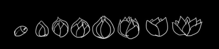8.lotus.gif