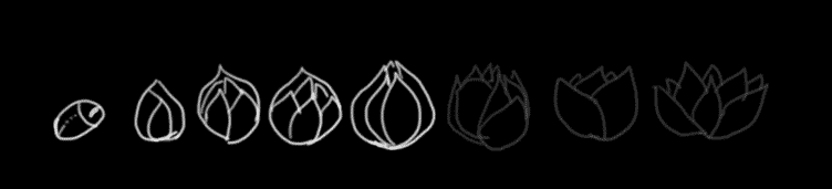 5.lotus.gif