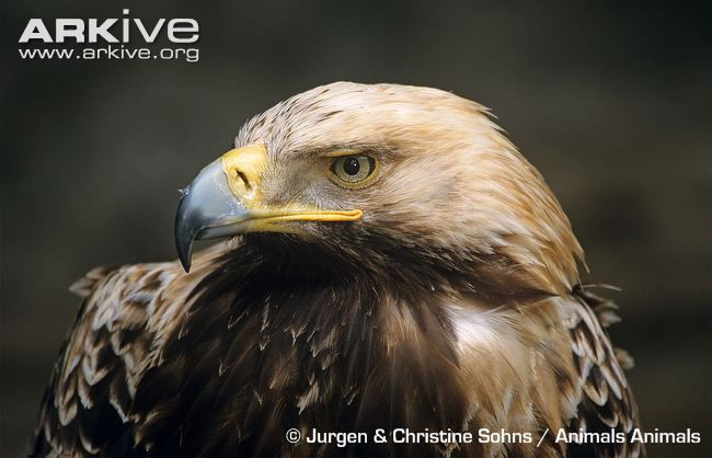 Spanish Imperial Eagle