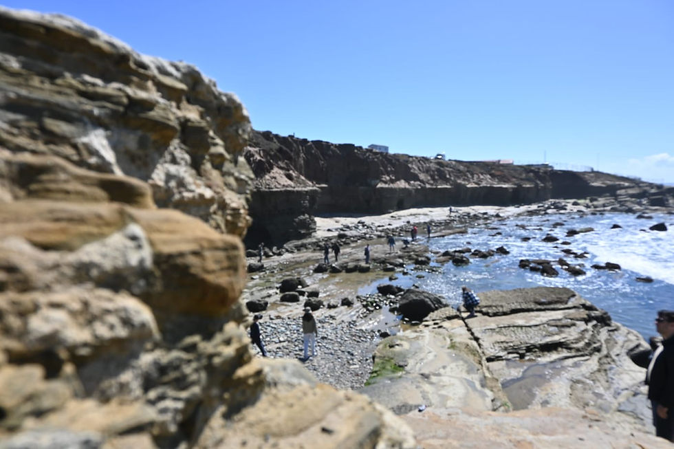 A photo of the Point Loma tide pools
