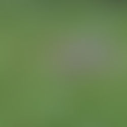 Game Analysis: NC State Survives Western Carolina