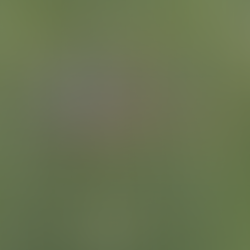 Trinity Road Tape: NC State's Smash Drive Play