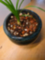 Signature Arid, Succulent & Cactus Blend