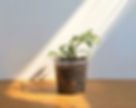 White Nerve Plant