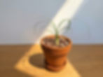 Ponytail Palm