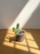 Satin Pothos