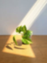 Golden Pothos