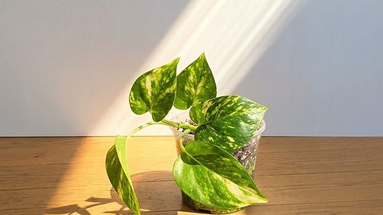 Golden Pothos