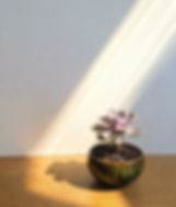 Ghost Plant