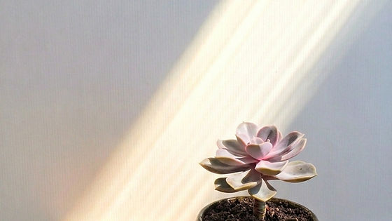Ghost Plant