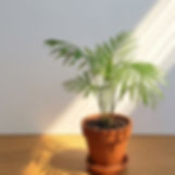 Parlor Palm