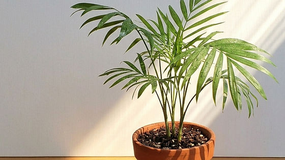 Parlor Palm