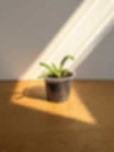 Carrion Plant