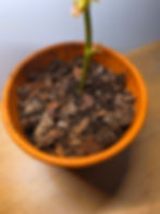 Signature Aroid & Epiphyle Blend