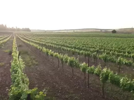 Nieuwe landbouwhervorming en Europeesche standaards moeten levensonderhoud goedkoper maken